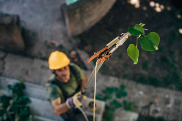 How Our Tree Care Process Works  in Winnie, TX